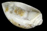 Chalcedony Replaced Gastropod With Druzy Quartz - India #141357-1